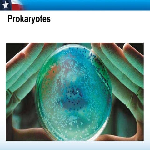 Prokaryotes