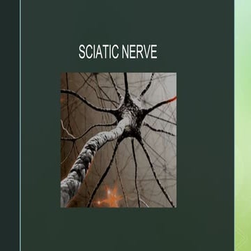 sciaticnerve pptx