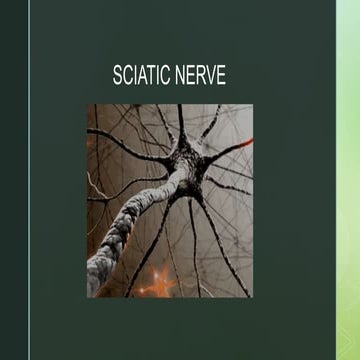 Sciatic nerve