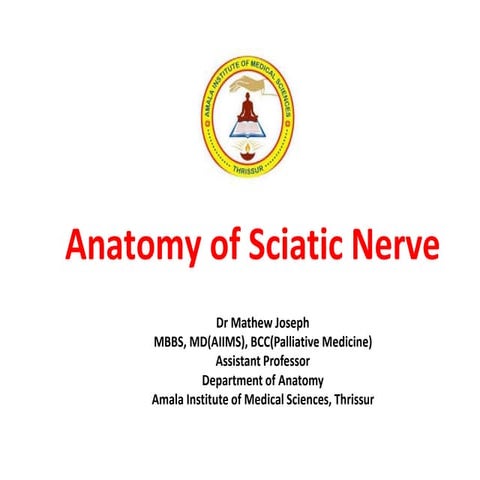 Sciatic Nerve Anatomy
