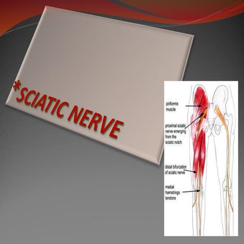 Sciatic Nerve.pdf Physiotherapy treatment