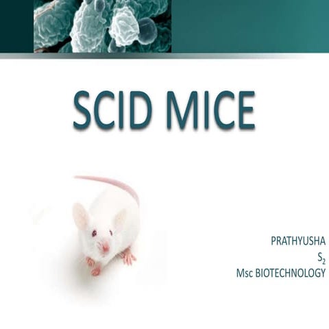 Scid mice