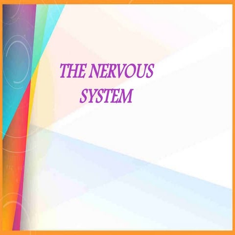 parts of the nervous system and importance.pptx