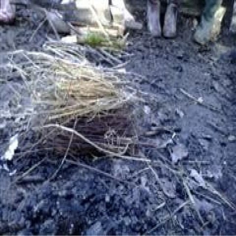 Science Trip Camp Fire