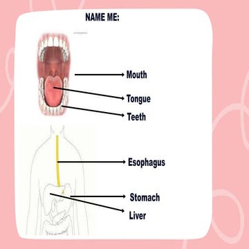 science 8 about the digestive system.pptx