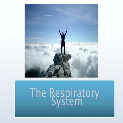 4.1 Respiratory System 