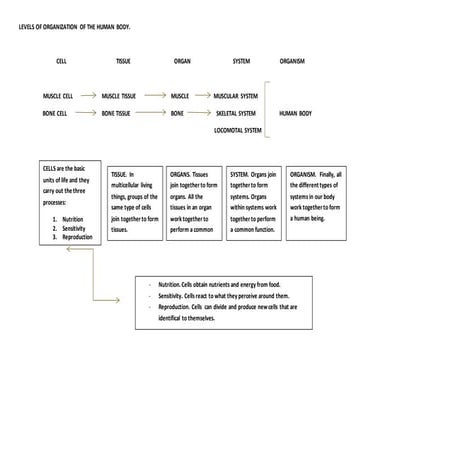 Levels of organization of the human body.