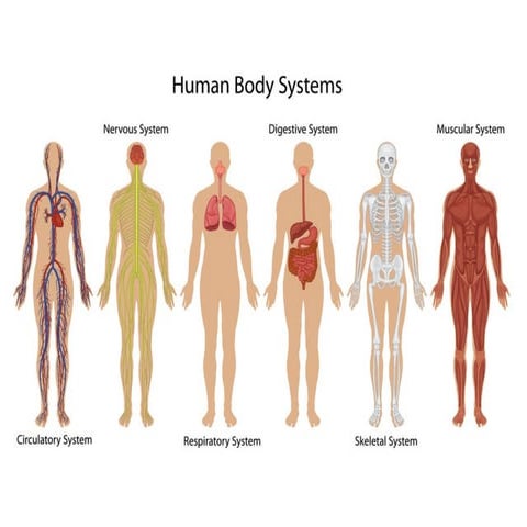 Science body systems year 3 easy