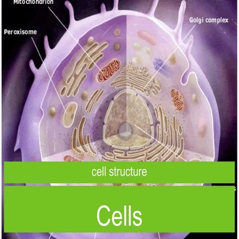 Cell Analogy Example | PPTX