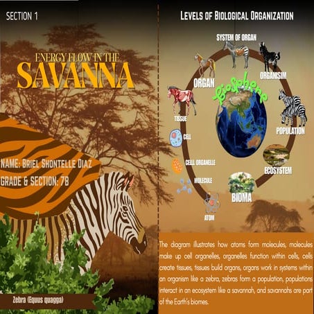 Science Savannah Energy flow and Earth’s tilt impacts | PDF