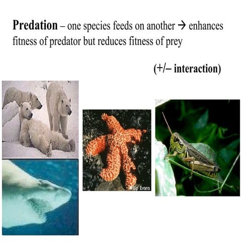Predators | PPT