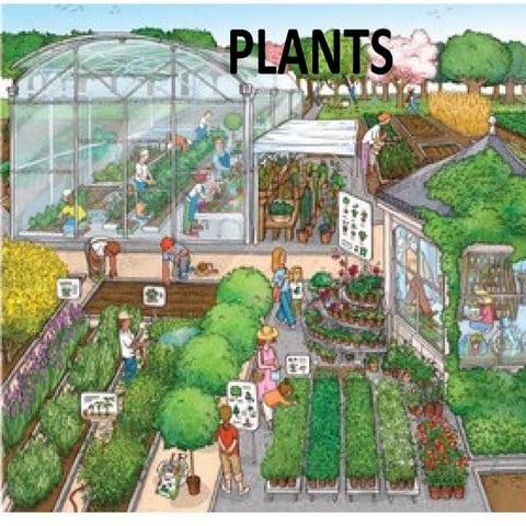 Sciences plants t  3