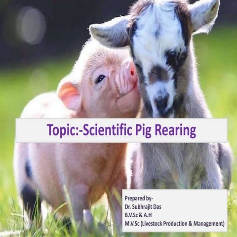 Scientific Pig Farming 
