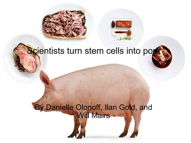 Scientists Turn Stem Cells Into Pork