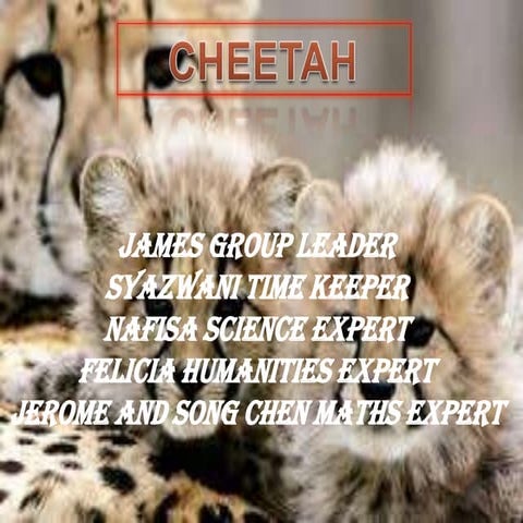 Cheetah
