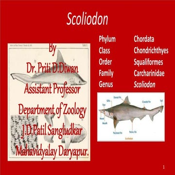 scoliodon