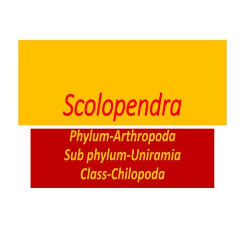 Scolopendra