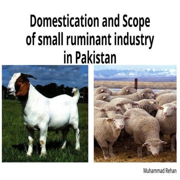 Scope of Small Ruminants & benefits Lecture | PPTX