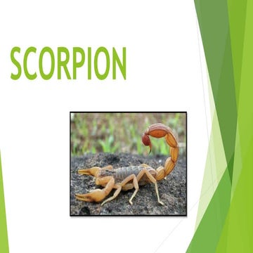 Scorpion