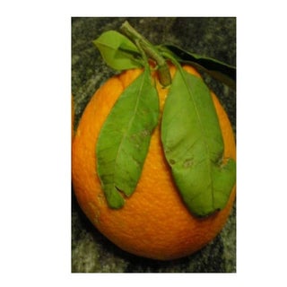 Scorze e fette d'arancia candite