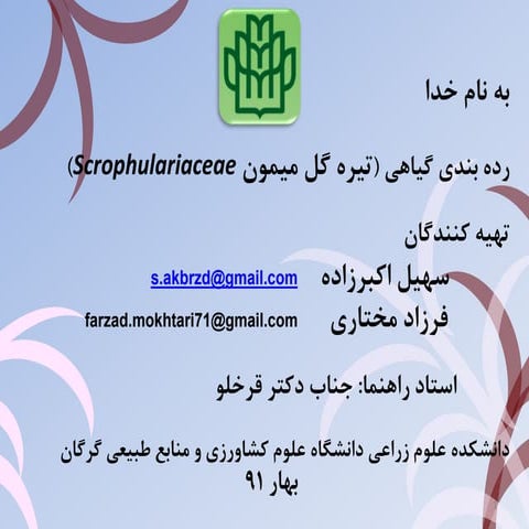 Scrophulariaceae رده بندی گیاهی تیره گل میمون