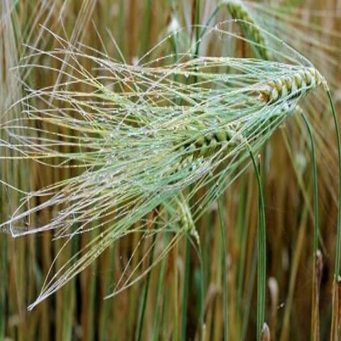 Sculptures de paille11111-1