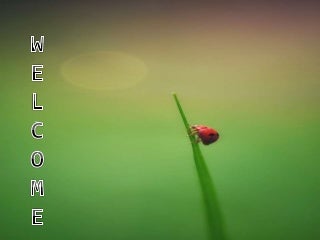 I Noticed This Horrible Information About What Type Of Succulent Do I Have And I Had To Google It