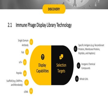 Immune Phage Display Library Technology | PDF