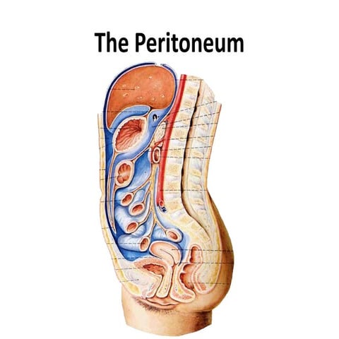 The Peritoneum