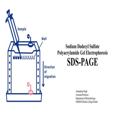 SDS PAGE