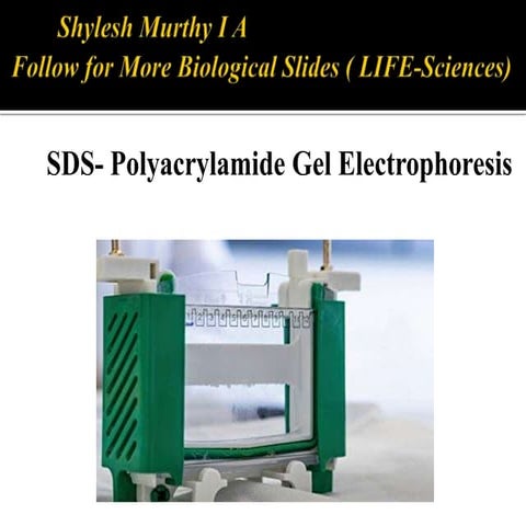 SDS- Polyacrylamide Gel Electrophoresis