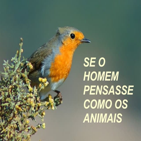 Se o homem pensasse como | PPS