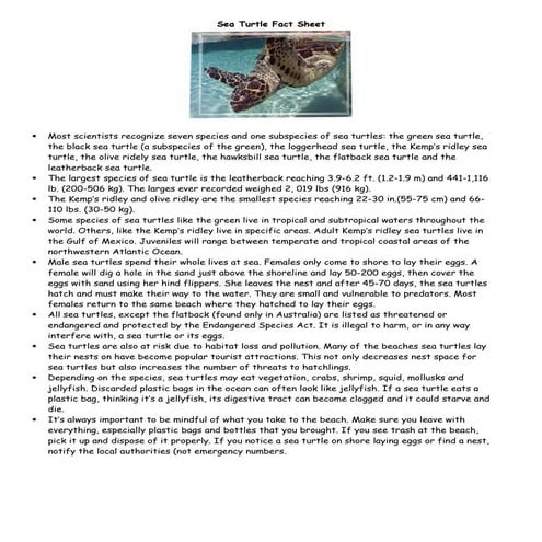 Sea Turtle Fact Sheet | PDF