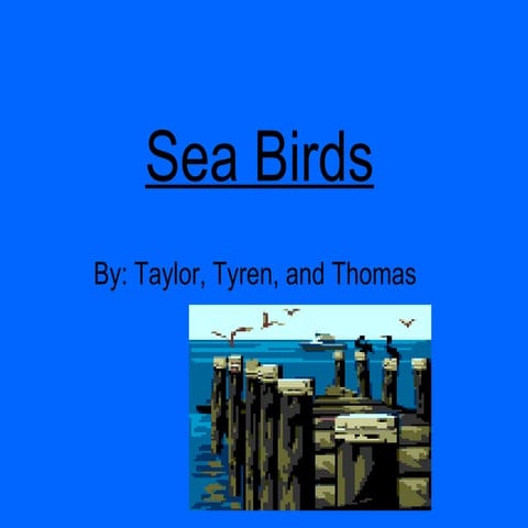 Sea Birds1