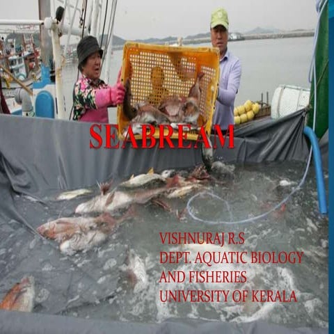 Seabream culture and breeding