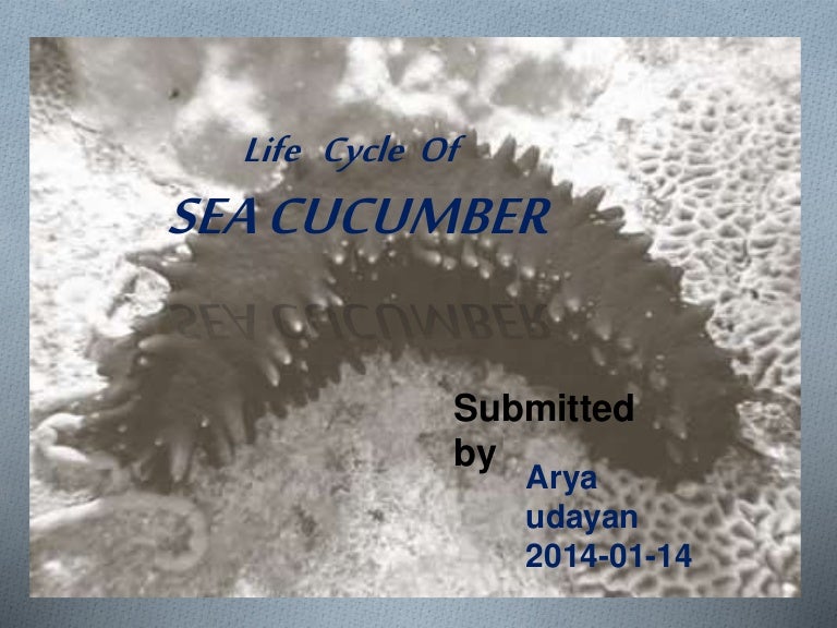 Sea cucumber ; life history
