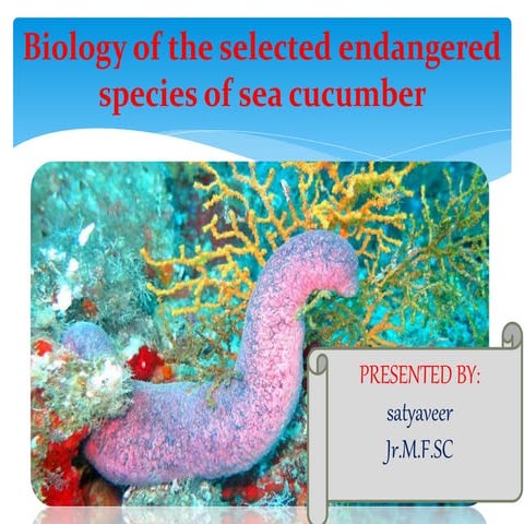   Biology of the selected endangered species of sea cucumber 
