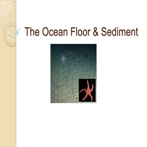 Sea floorslideshow