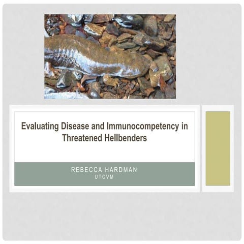 Evaluating Disease and Immunocompetency in Threatened Hellbenders