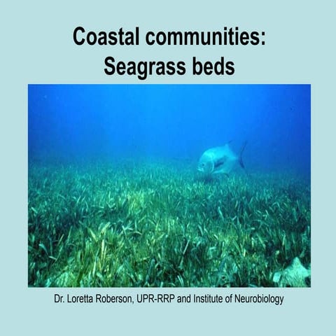 Seagrass lecture