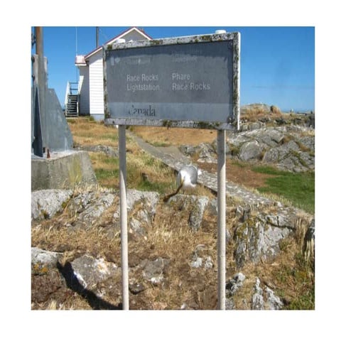 Seagulls of Race Rocks