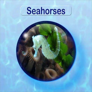 Seahorse