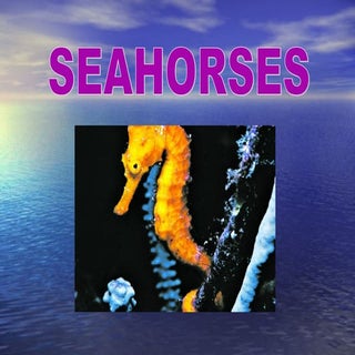Seahorse Ocean Animals project