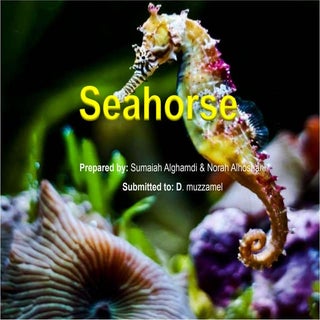 Seahorse presentation