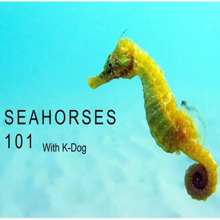 Seahorse presentation