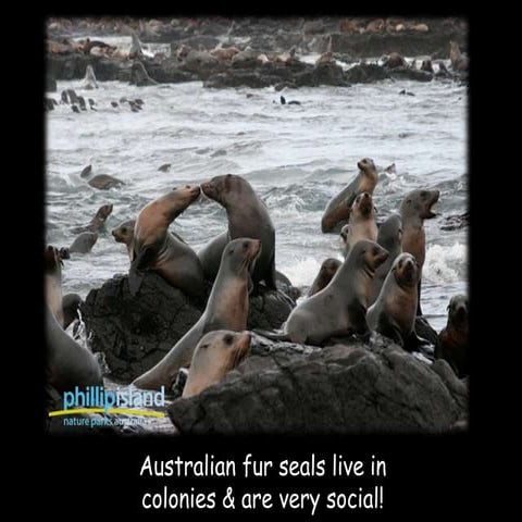 Australian Fur Seals