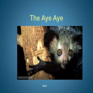 Aye-aye