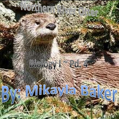 Mikayla Baker Pd.4 Otter