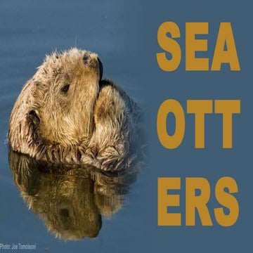 Sea Otters - marine mammals - Unknown.pptx