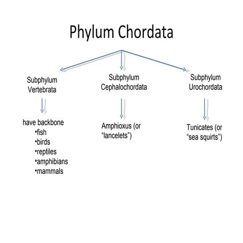 Vertebrates chordata chart | PDF